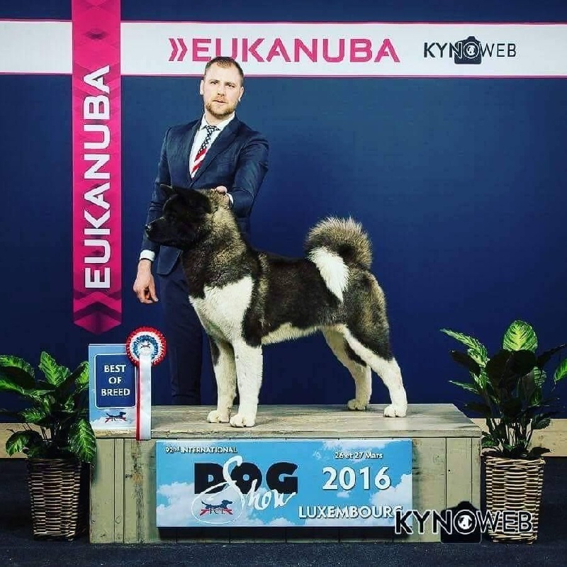 CH. infernal warrior Just for angels of paradise